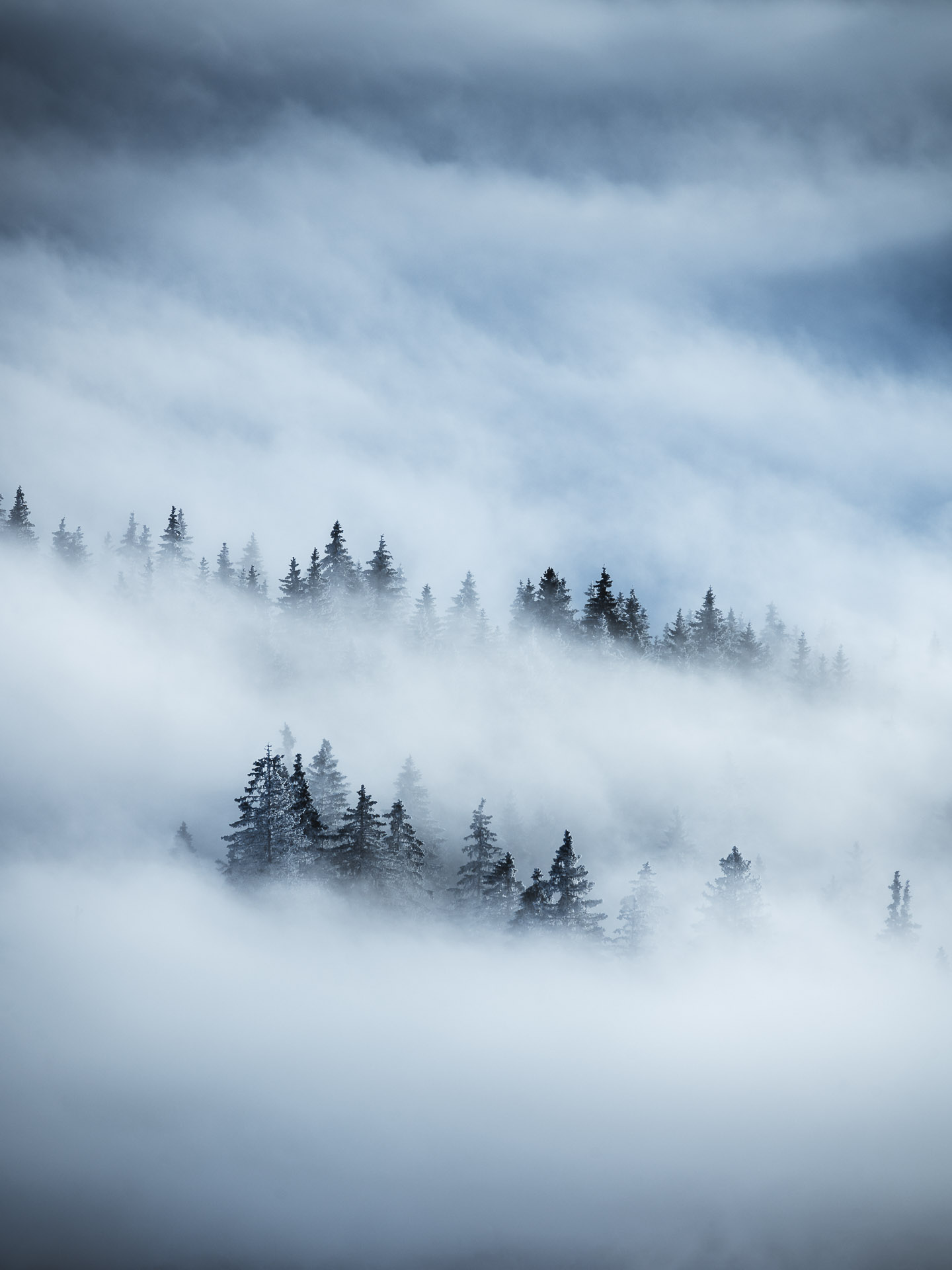 Bäume im Nebel Wandbild - Niels Oberson