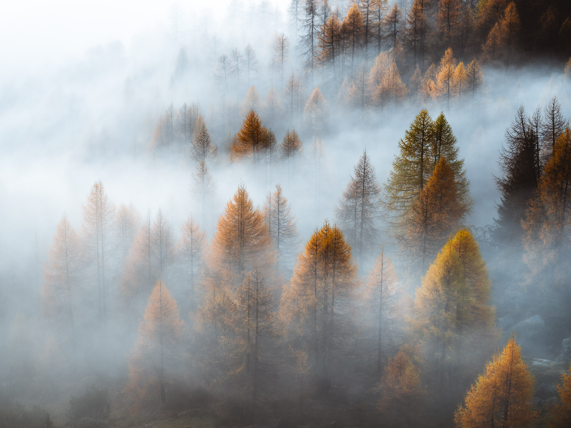 Bäume im Nebel Wandbild