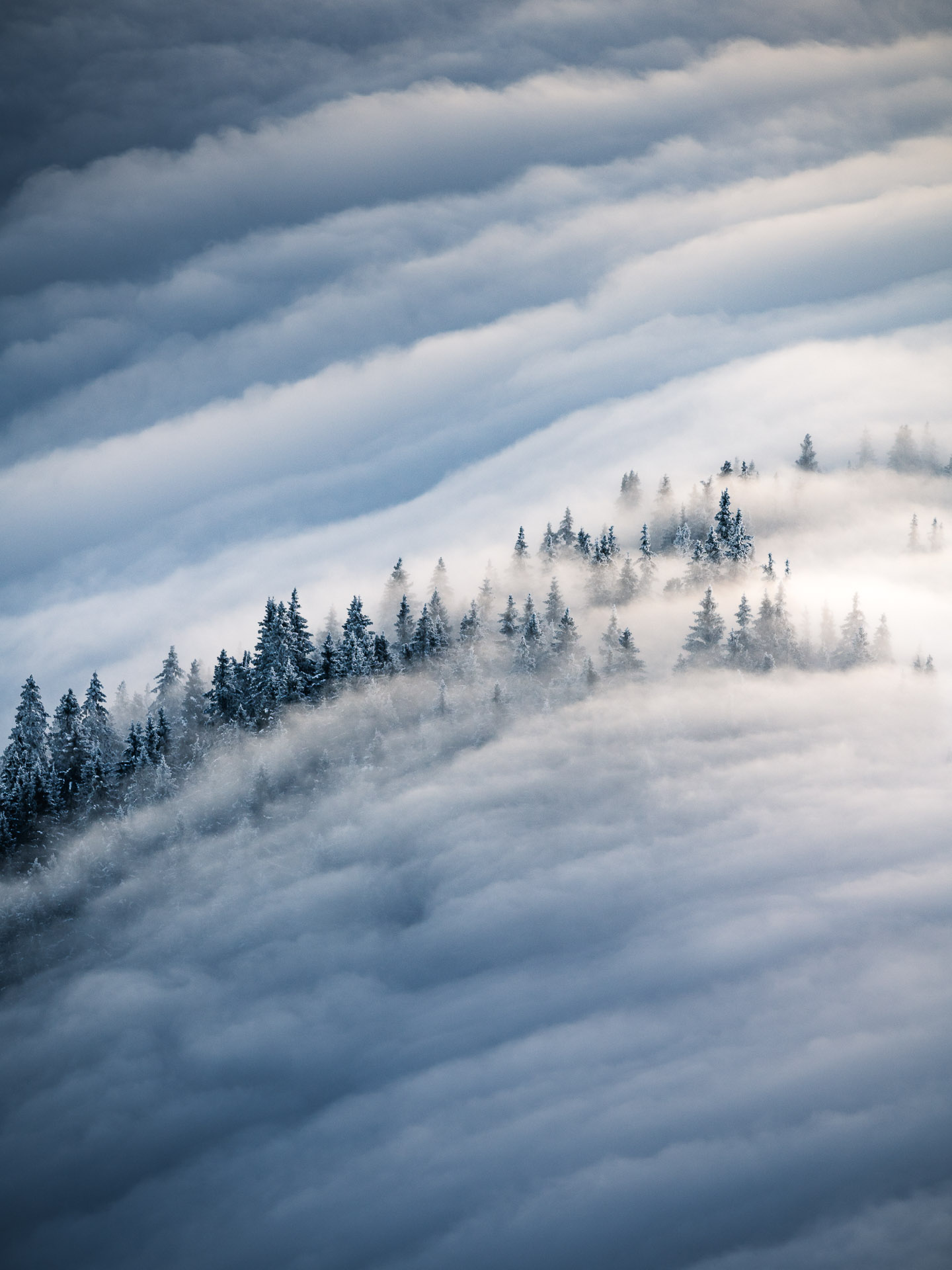 Bäume im Nebel Wandbild - Niels Oberson