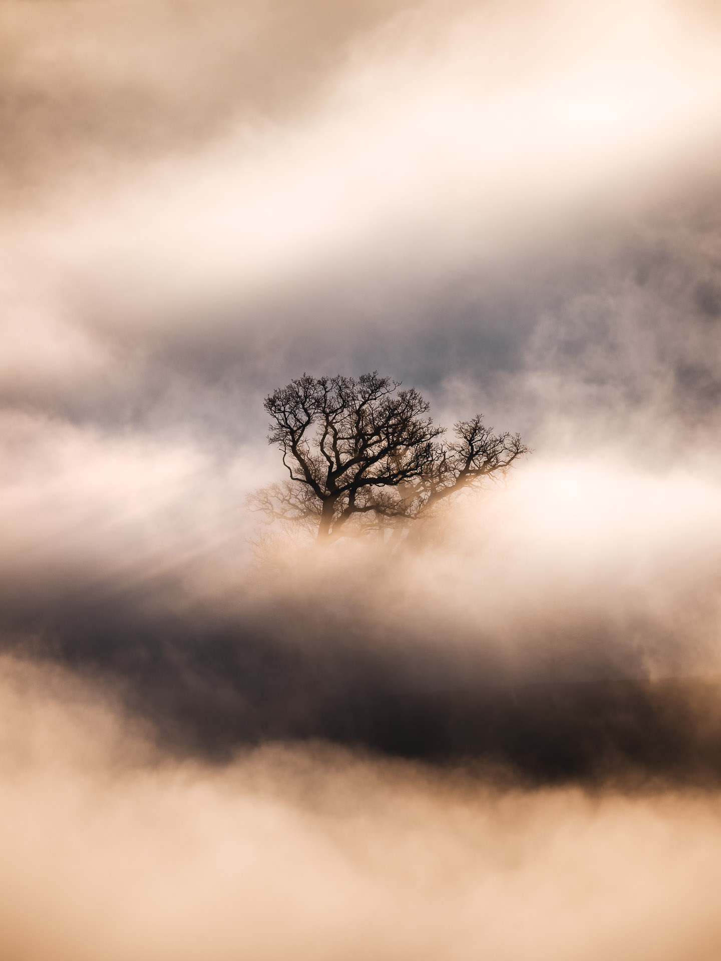 Kahler Baum umhüllt von goldenem Nebel