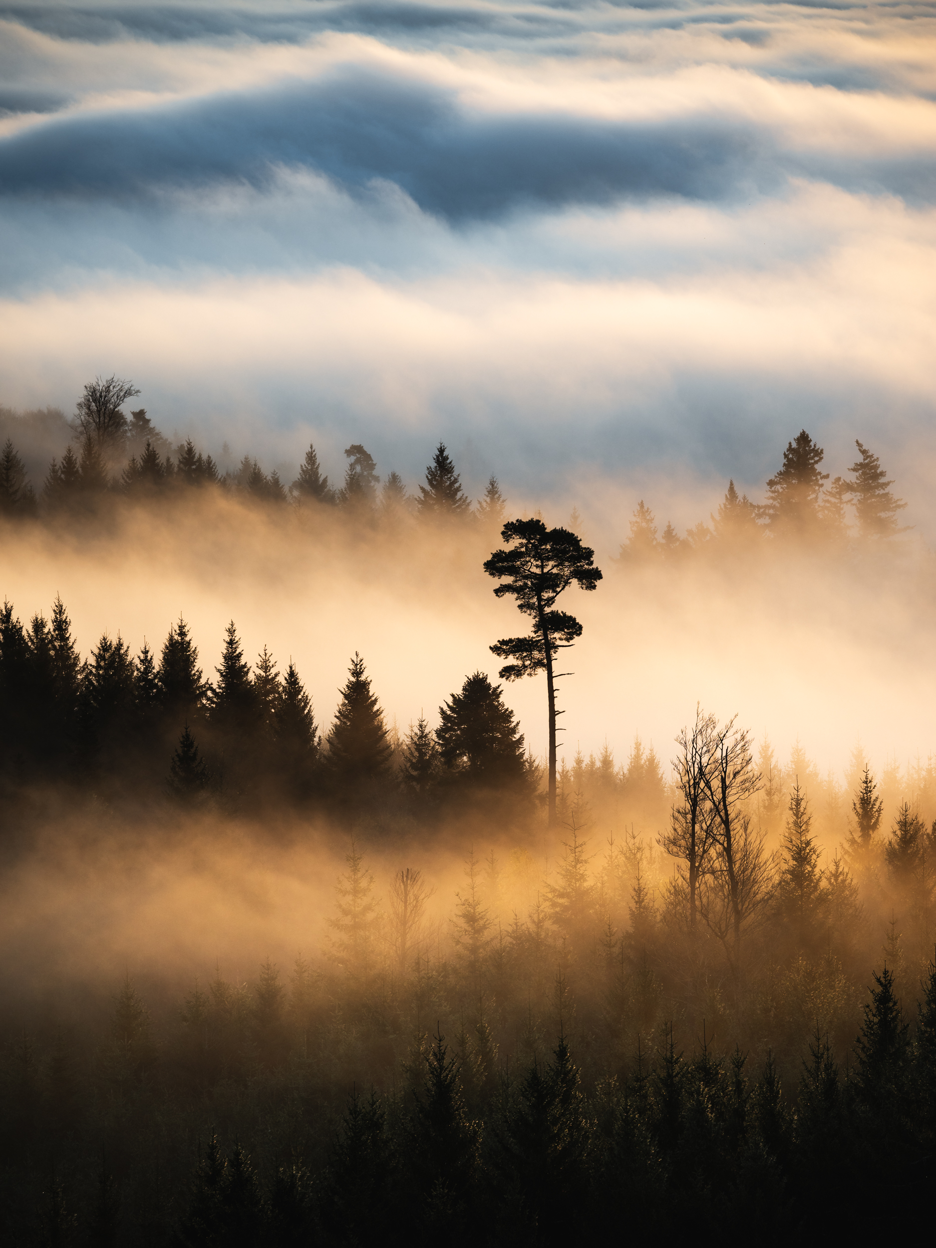 Stand Out - Baum im Nebel Print