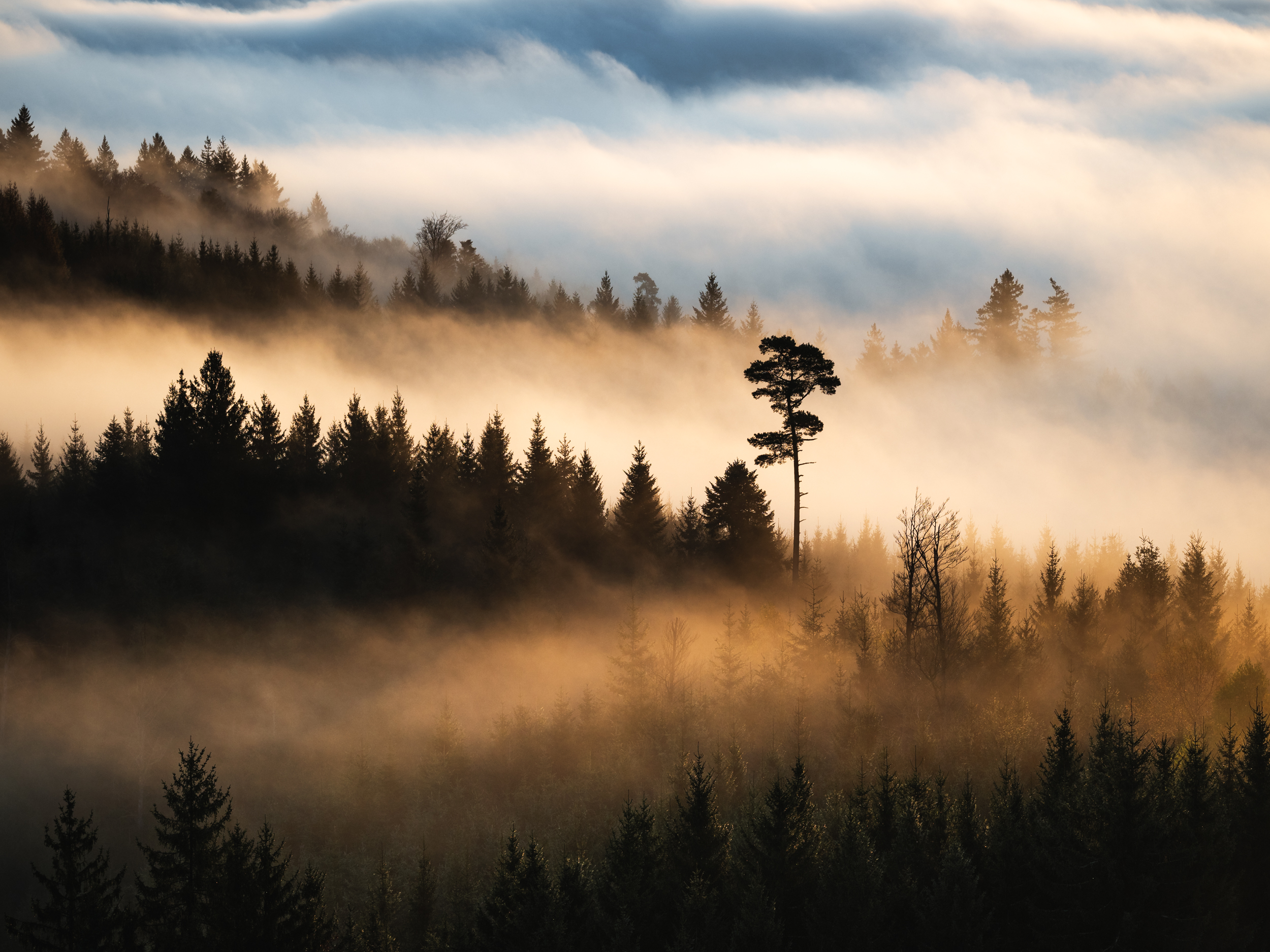 Stand Out - Baum im Nebel Print Bantiger Bern