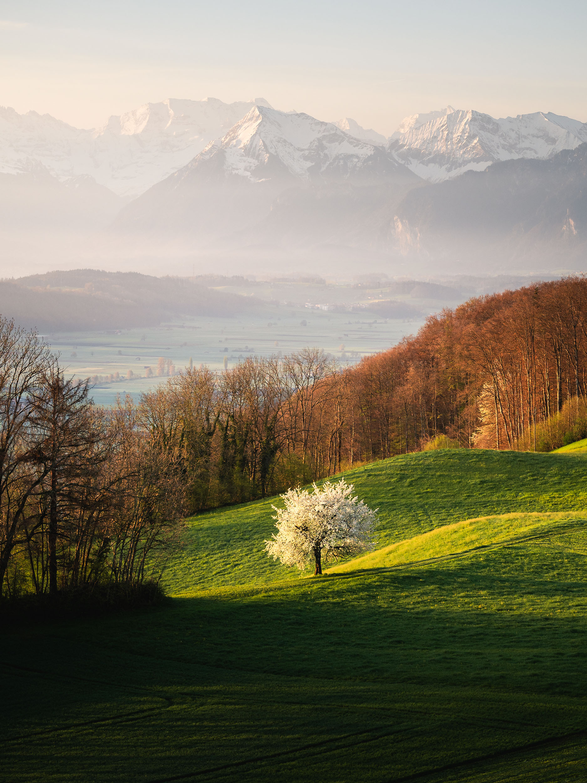 Gürbetal Kirschblüte Schweizer Landschaft Print Wandbild