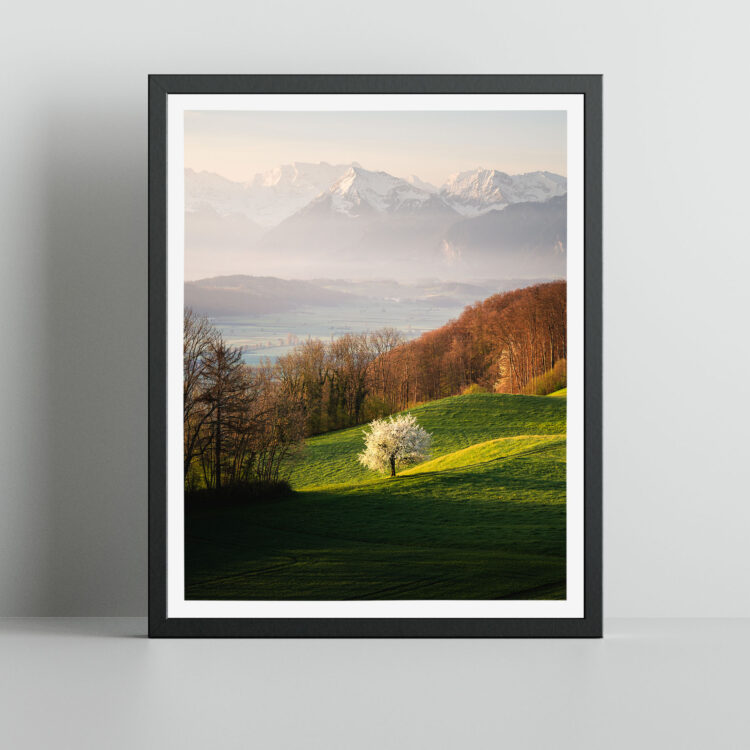 Gürbetal Kirschblüte Schweizer Landschaft Print Wandbild